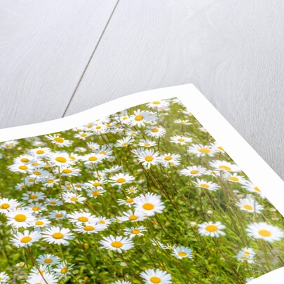 Daisy flowers by Assaf Frank